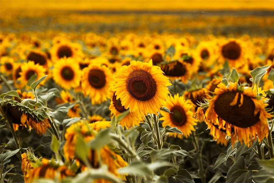 Sunflowers